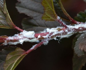 Nymphs of the flatid planthopper on eastern ninebark shrub.