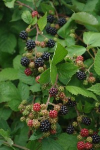 Cover photo for Extension Gardener Small Fruits Chapter Just Released