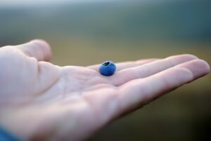 photo of hand holding one blueberry