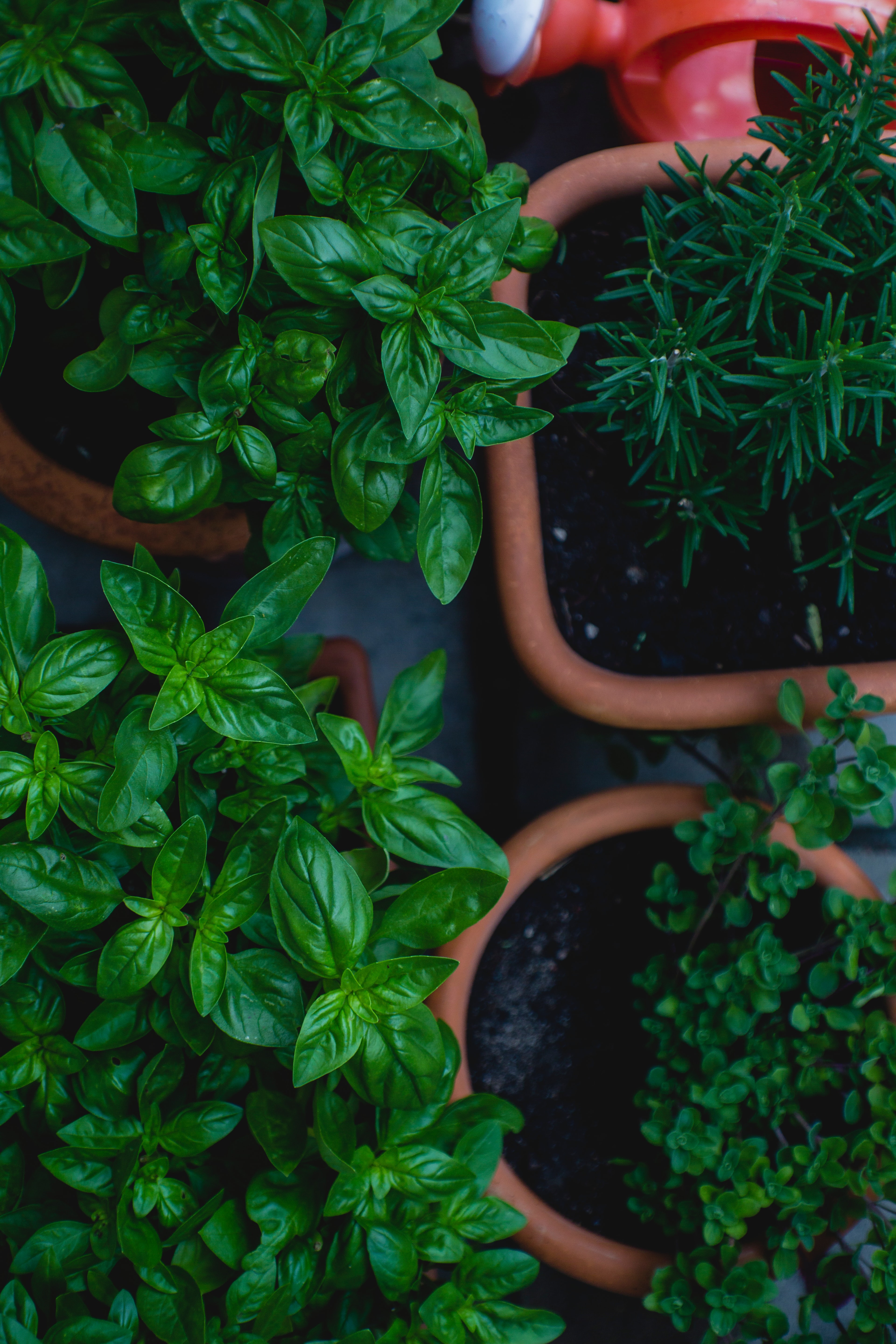 Herbs in planters