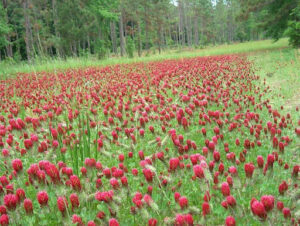 Cover photo for A Toolbox for Understanding and Implementing Cover Crops in Your Farm or Garden